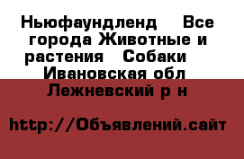 Ньюфаундленд  - Все города Животные и растения » Собаки   . Ивановская обл.,Лежневский р-н